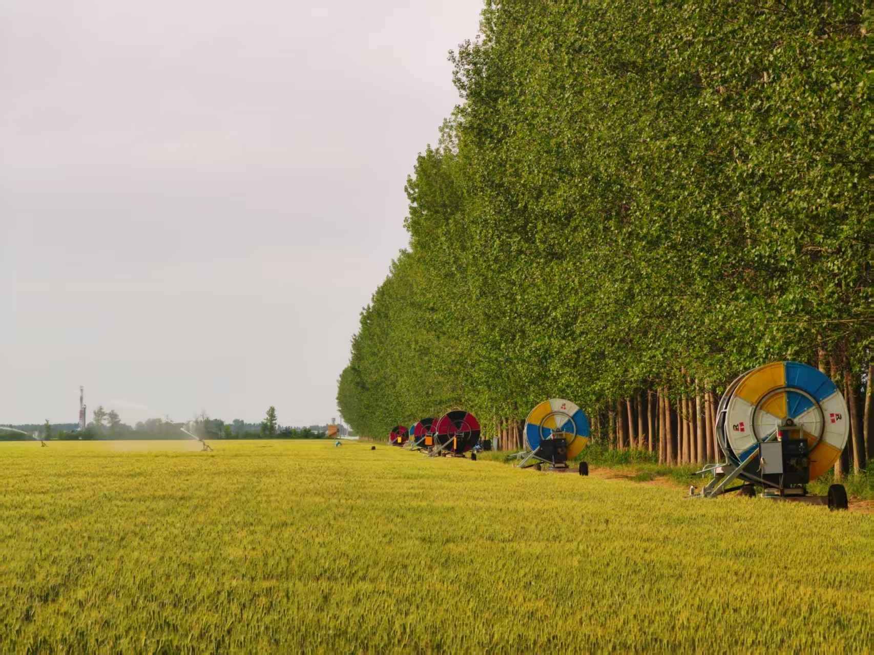 陜西華陰市華西鎮(zhèn)農(nóng)墾農(nóng)場(chǎng)正在作業(yè)的卷盤式噴灌機(jī)。受訪者供圖