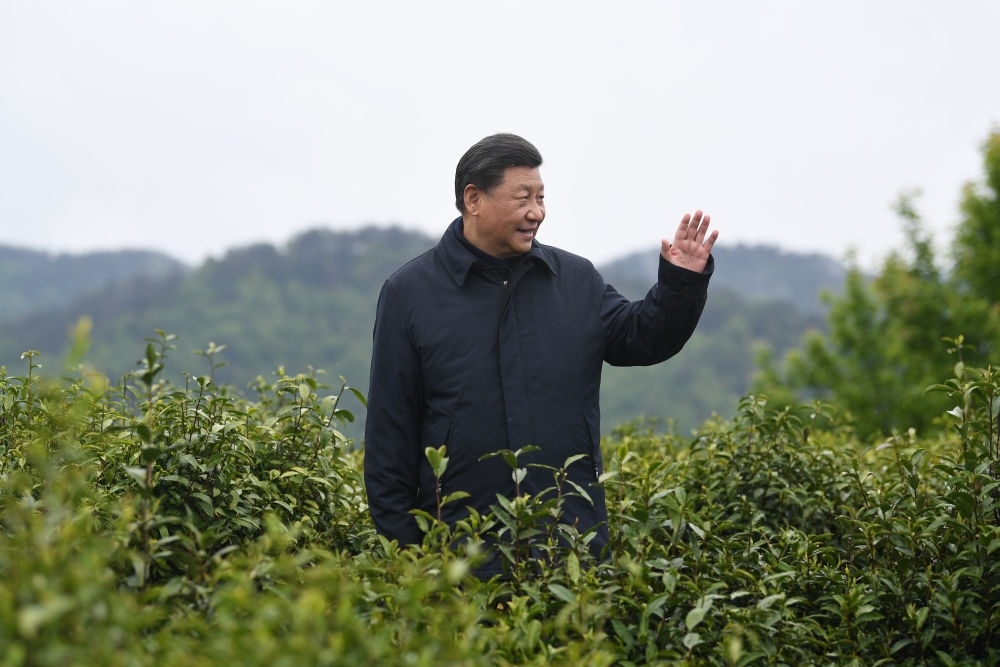 2020年4月21日，習(xí)近平總書記來(lái)到陜西安康市平利縣老縣鎮(zhèn)，在茶園考察脫貧攻堅(jiān)情況。新華社記者 燕雁 攝