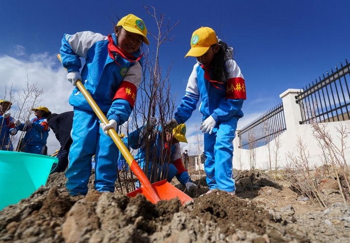 2025年4月25日，西藏那曲市小學(xué)生在植樹。新華社記者 晉美多吉 攝