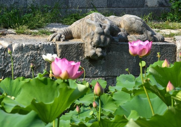 萬寧橋位于北京地安門外大街中部、什剎海東岸，是北京中軸線上最古老的橋梁，至今已有700多年歷史。近年來，北京市持續(xù)為萬寧橋“瘦身減負”，橋體風貌得以完整展現(xiàn)，方便游客走近欣賞，深入了解古橋承載的價值和內(nèi)涵。這是2023年7月18日拍攝的北京萬寧橋橋東的鎮(zhèn)水獸。